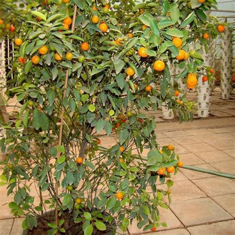 50pcs Mini Potted Orange Tree Climbing Seed Sweet Orange Fruit Bonsai
