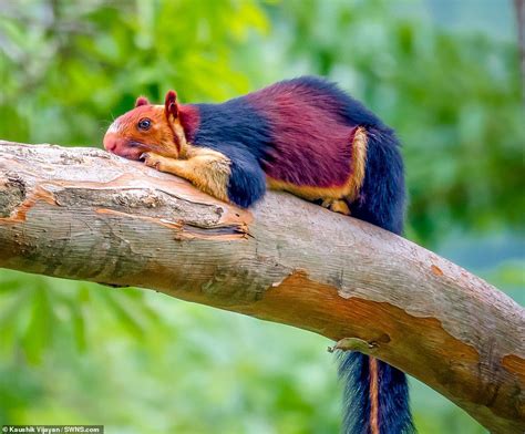 These Multicoloured Giant Squirrels Found In India Are Driving The