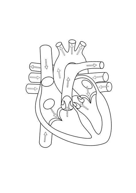 Blank Heart Diagram Human Heart Diagram Heart Diagram Heart Anatomy