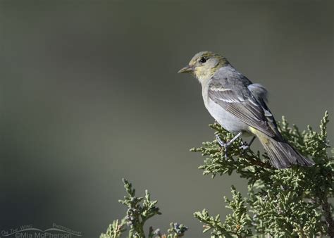 Female Western Tanager Perched On A Juniper On The Wing Photography