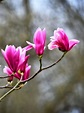 Magnolia - colors, fragrances and planting the different Magnolia varieties