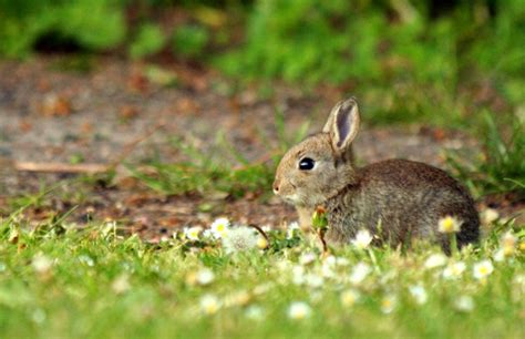 20 Cute Bunny Pictures Part 2 Amazing Creatures