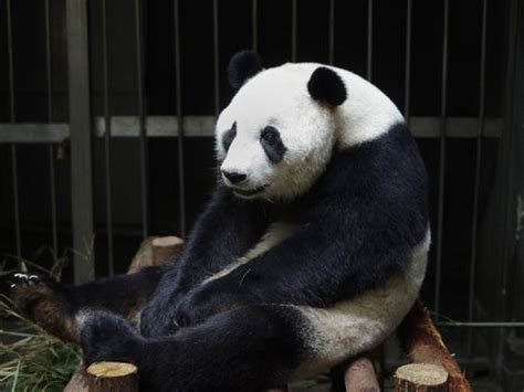 Report Panda May Have Faked Pregnancy For More Buns Bamboo