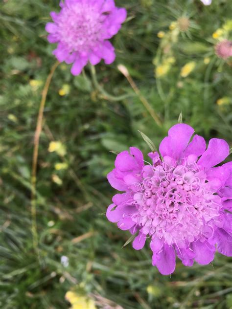 Shining Scabious From Gaming Lower Austria At On July 24 2022 At 12