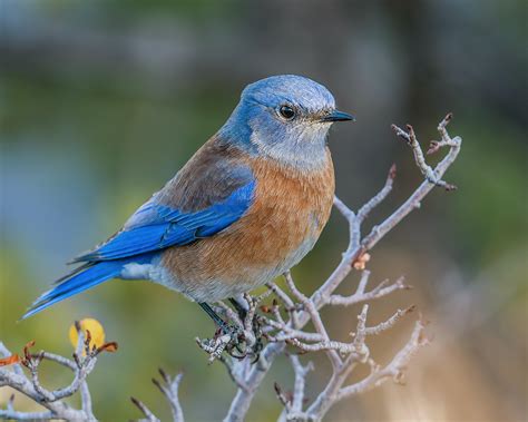 Western Bluebird Audubon Field Guide