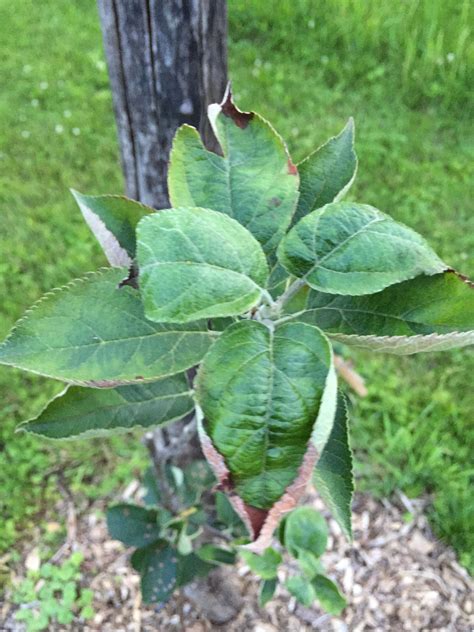 Leaf Curl On Young Apple Trees General Fruit Growing Growing Fruit