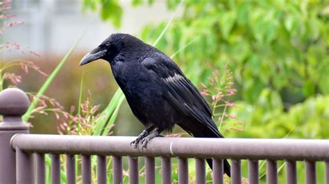 What To Do About Crows The Humane Society Of The United States