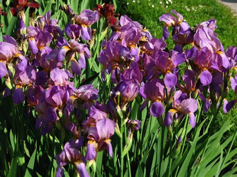 We did not find results for: The Rose Shop | Full-Service Florist | Blog: Iris Flower