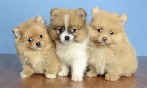 We have gorgeous, micro and teacup puppies for sale now. We've Got The Cutest Teacup Puppies - Petland Kennesaw