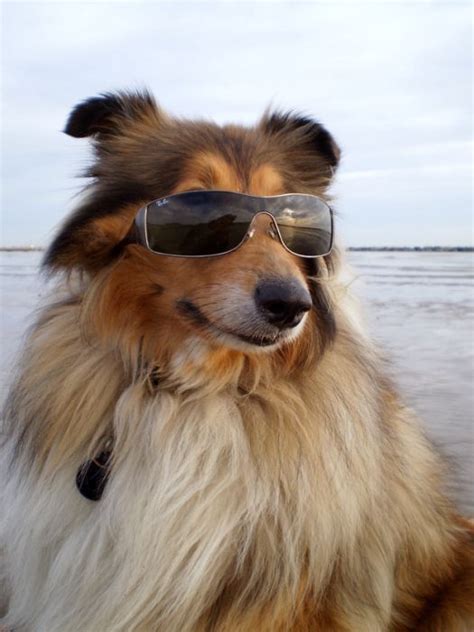 Dogs Wearing Sunglasses 65 Pics