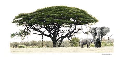 Elephant And Calf With Acacia Tree 2001 Johan Hoekstra Available
