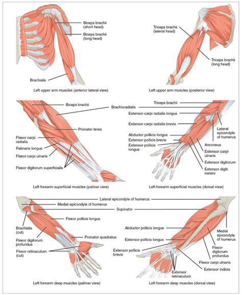 Session 223 Major Muscles Of The Upper Limbs Submodule 22