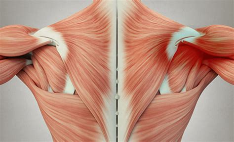 Muscle Knots How To Release Them With Ems Massage Therapy Concepts