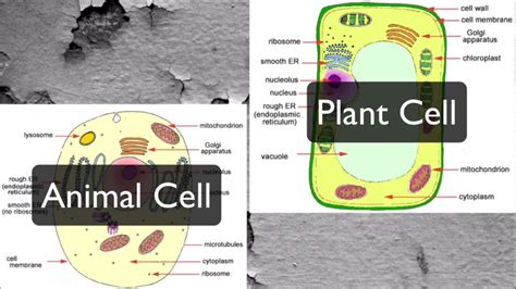 Animal cells are common names for eukaryotic cells that make up animal tissue. Plant and Animal Cells - Organelles (Middle School Level ...