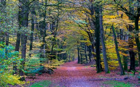 1230x768 Nature Landscape Forest Colorful Path Trees Fall Leaves