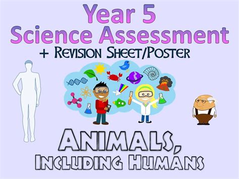 Year 5 Science Assessment Animals Including Humans Revision Sheet
