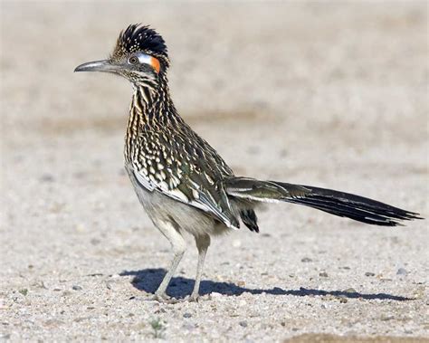 Greater Roadrunner National Audubon Society Birds Greater