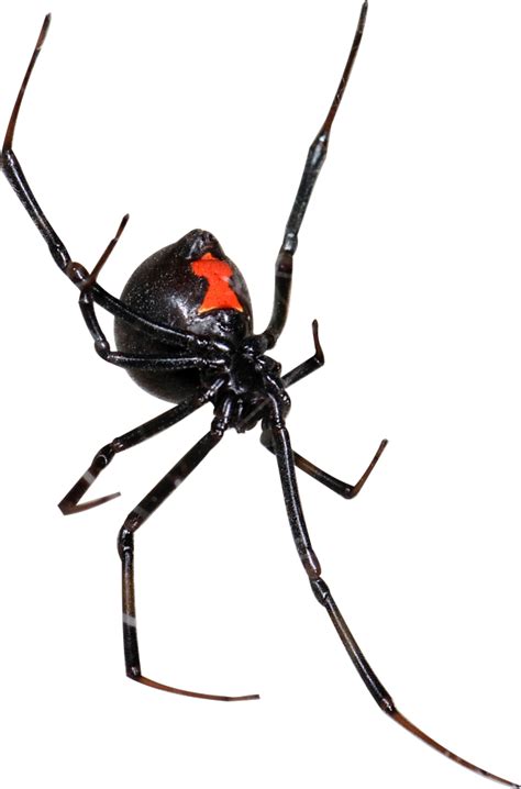 Blackwidow logo png blackwidow2020 natasharomanoff scarlettjohansson marvelstudios black widow symbol black widow diy black widow superhero black widow logo marvel png image with black widow avengers png images background and download free photo png stock pictures and. Black Widow Spider Png - Black Widow , Transparent Cartoon ...