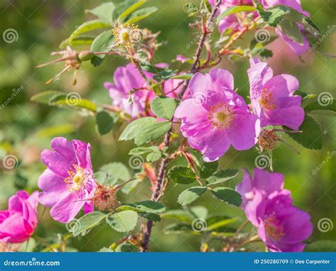 Alaskan Wild Rose Prickly Rose Rosa Acicularis Stock Image Image Of