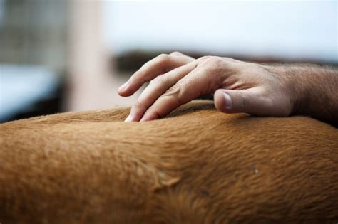 Equine Back Pain Archives Practical Horseman