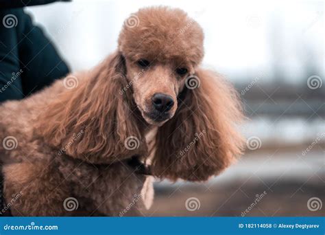 Red Dog Breed Poodle Looks At The Camera Curly Stylish Hairstyle