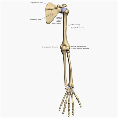 A collection of anatomy notes covering the key anatomy concepts that medical students need to learn. 3d model bones human arm anatomy