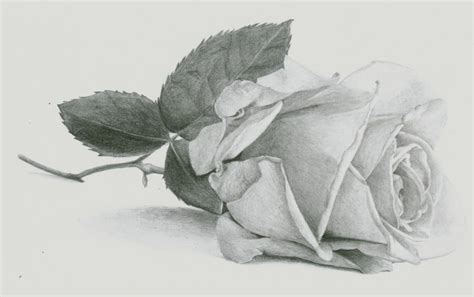 Art By Nolan Blog Archive How To Draw A Rose