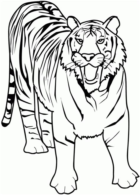 Animais Para Colorir Desenho De Tigre Desenhos Para Colorir