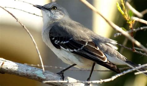 What Is The State Bird Of Florida Nature Blog Network
