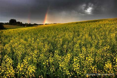 Storm Clouds Over A Field Of Canola Alberta Prairie By Dan Jurek