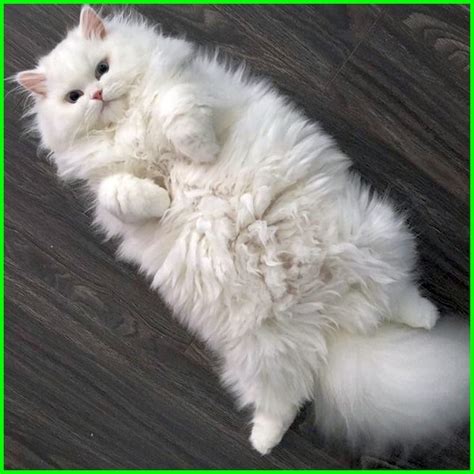 Yang harus kita perhatikan pada saat merawat kucing jenis ini adalah kebersihan bulunya. Gambar Kucing Anggora Warna Hitam Putih
