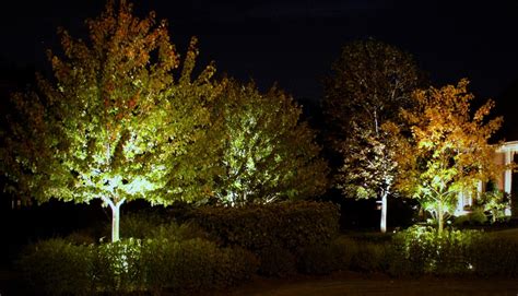 Pin By The Illuminators Outdoor Light On Landscape Lighting Trees