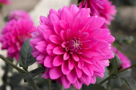 Magenta Dahlia Dahlia Hill Midland Michigan Usa Ragnar Ii Flickr