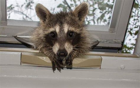 How To Keep Raccoons Out Of Your Yard Find Out Here All Animals Guide