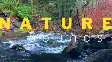 Nature Sounds Youtube
