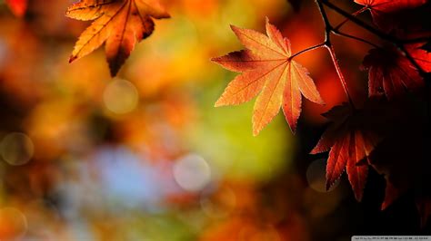 Autumn Maple Leaves Ultra Hd Desktop Background Wallpaper