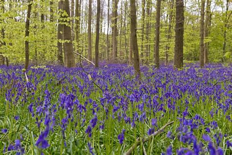Belgium Vlaanderen Flanders Halle Bluebell Flowers Hyacint Stock