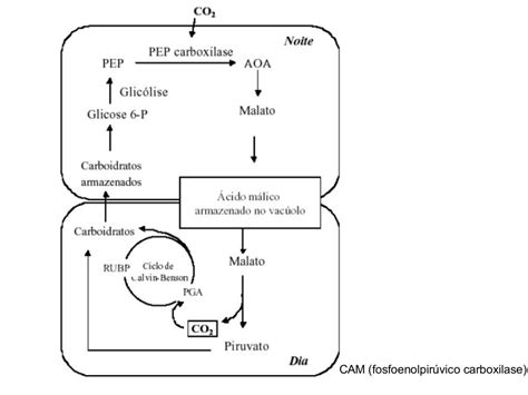 Metabolismo Energético