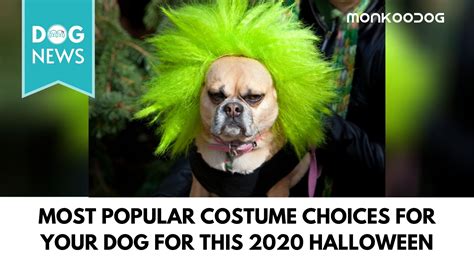 Best Dog Halloween Costumes For 2020 Monkoodog