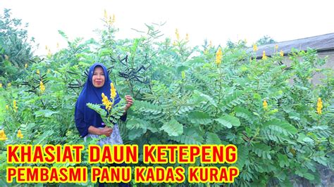 Khasiat Dan Manfaat Daun Ketepeng Untuk Kulit Gatal Panu Kadas Dan