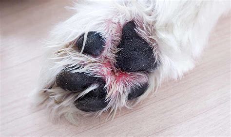 How Do You Treat An Infected Dog Paw