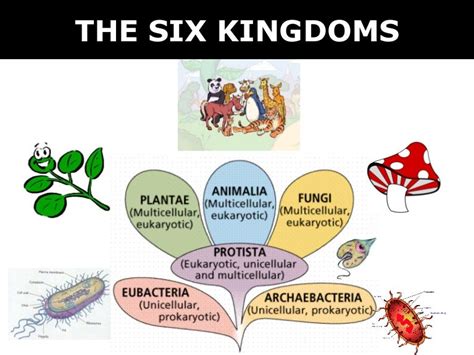 03 6 Kingdoms Prokaryote And Eukaryote