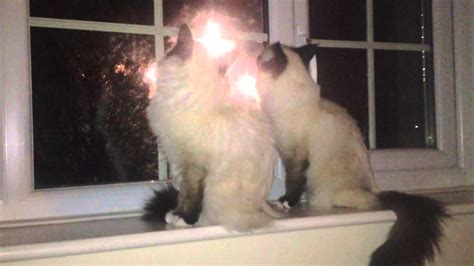 Cats Watching Fireworks Youtube