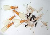 Does Termite Treatment Kill Other Bugs Images