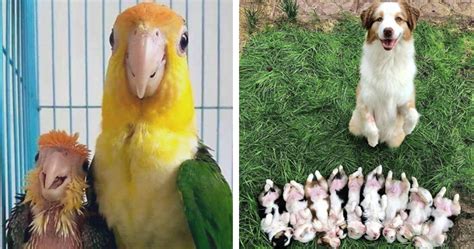 18 Tiernas Mamás Del Reino Animal Mostrando Lo Orgullosas Que Están De