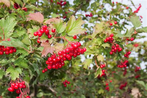 The Shrub With Bright Red Berries Of Viburnum Stock Photo Image Of