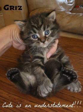 Cats and kittens are the best antidepressants ever. Gorgeous POLYDACTYL Maine Coon kittens - Ready by ...