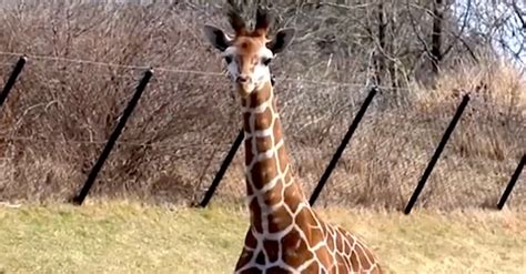 Baby Giraffe Takes First Steps Outside But Keep Your Eyes On His Tail