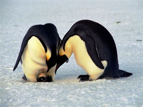Penguin Reproduction Bioexpedition