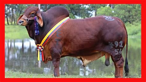 🏆 Rancho Guadalupe 🔴 Ganado Brahman Rojo Y Gyr Lechero En Colombia